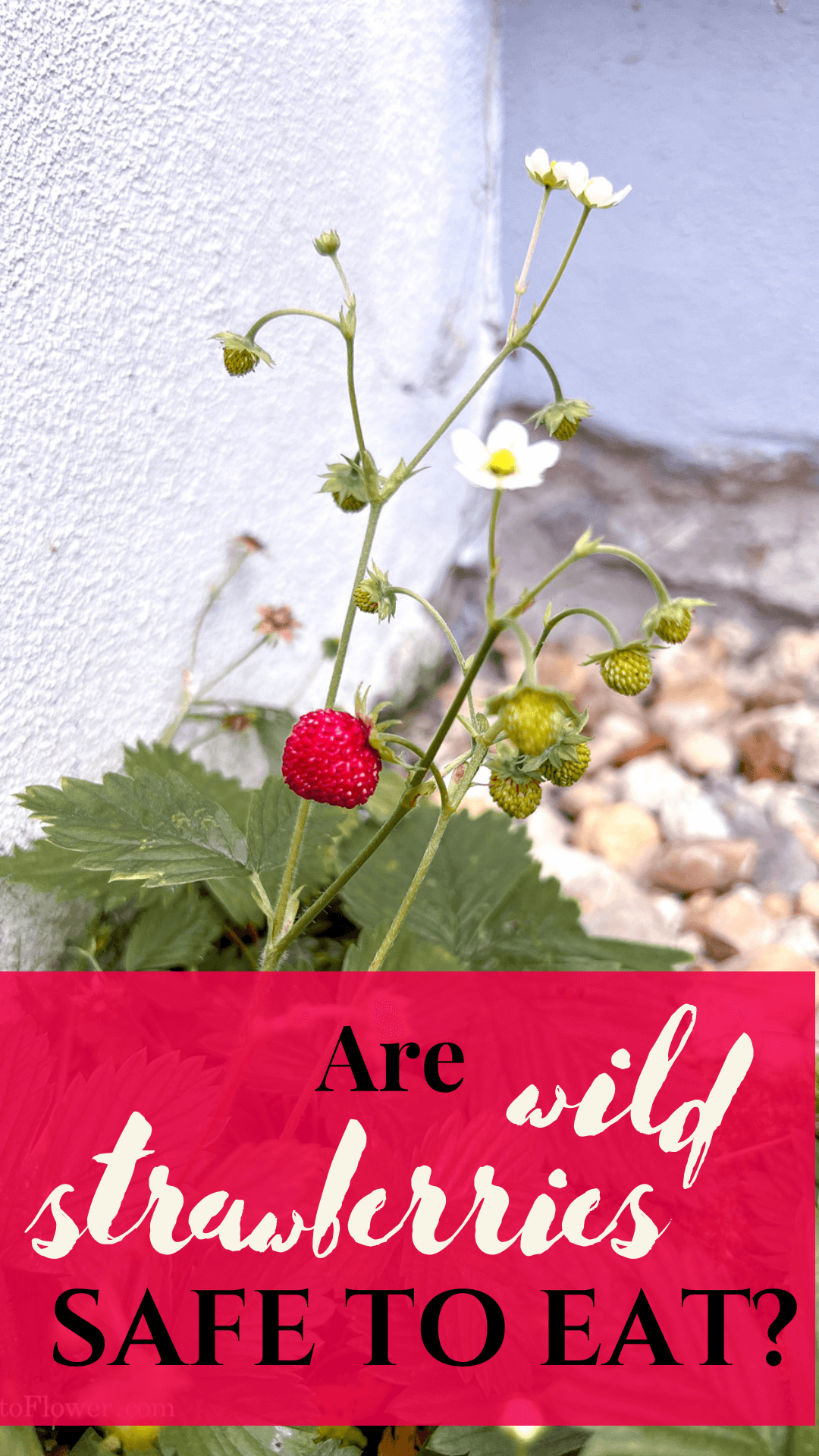 Are wild strawberries safe to eat