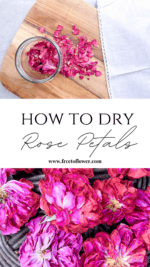 How to Harvest and Dry Rose Petals - A Complete Guide