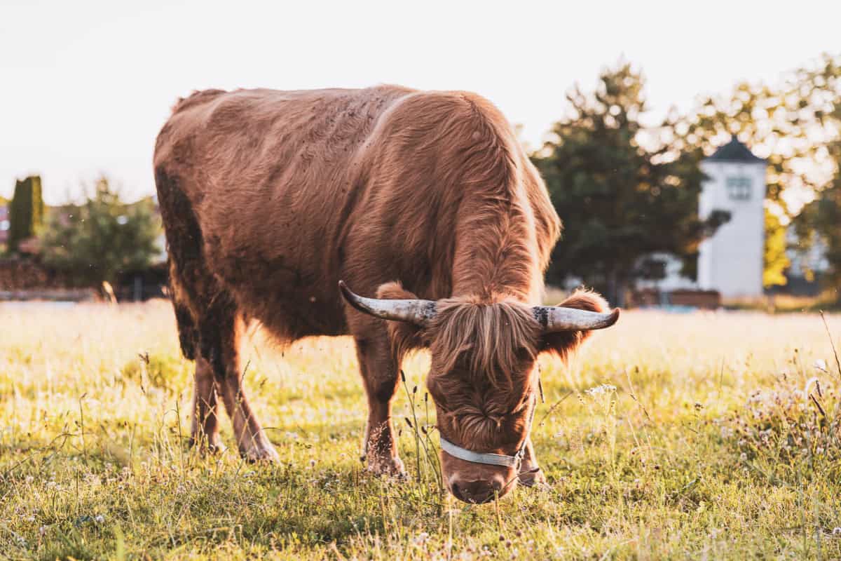 hjghland cow