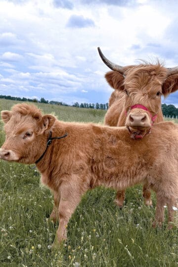 can you milk a highland cow