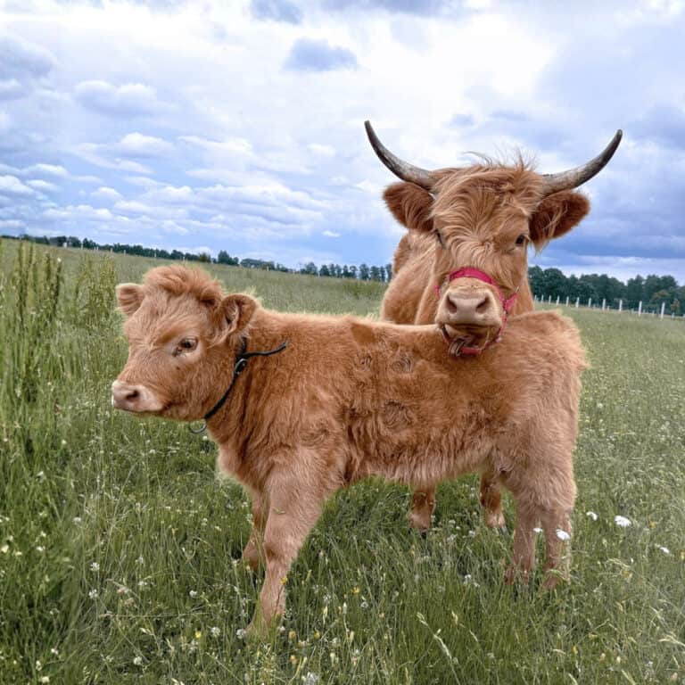 can you milk a highland cow