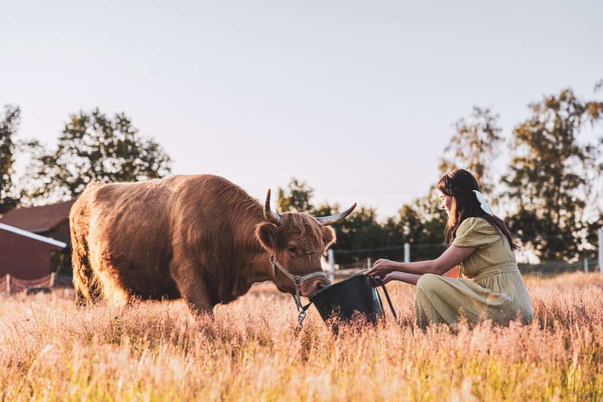 feeding a highland cow