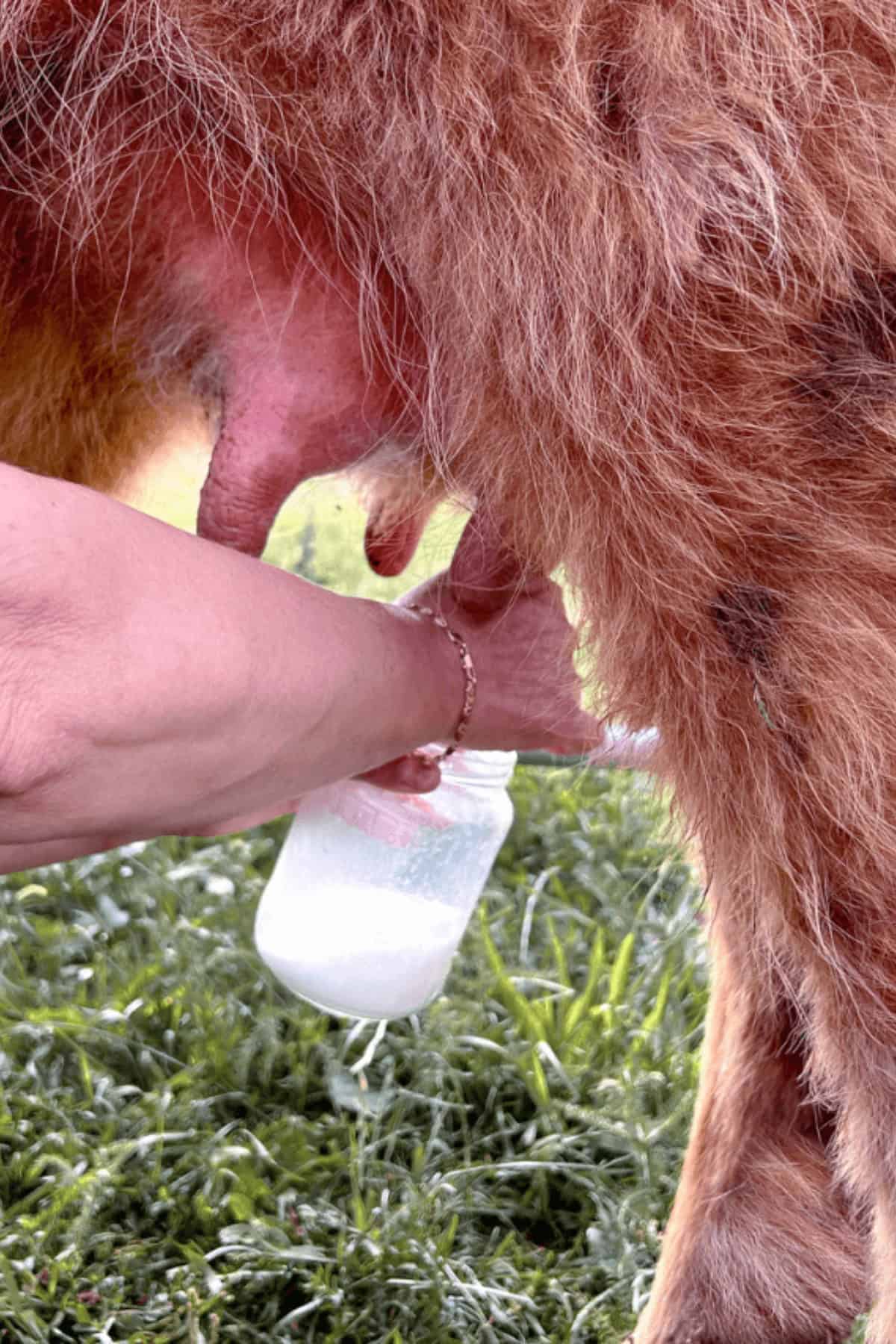 milking a cow