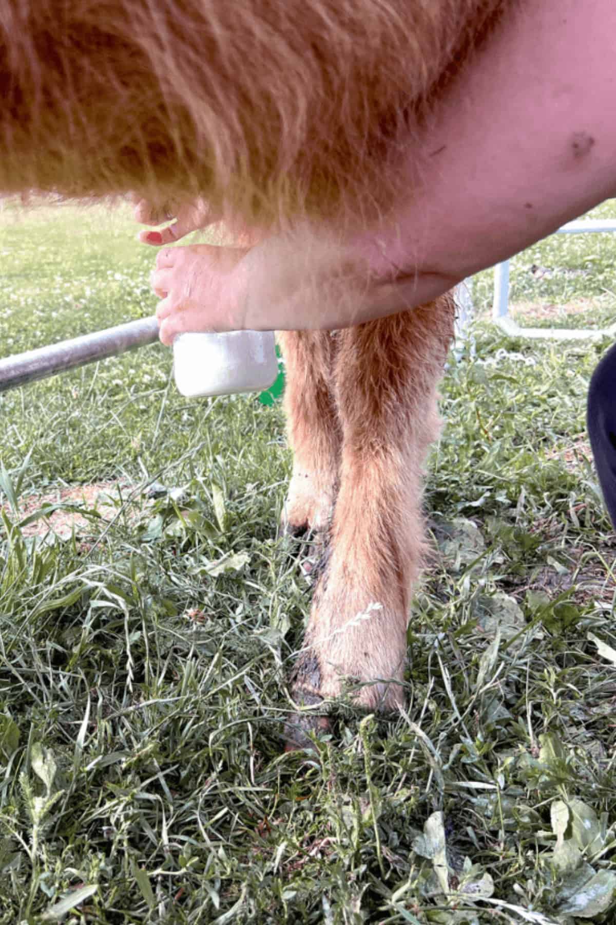can you milk a highland cow