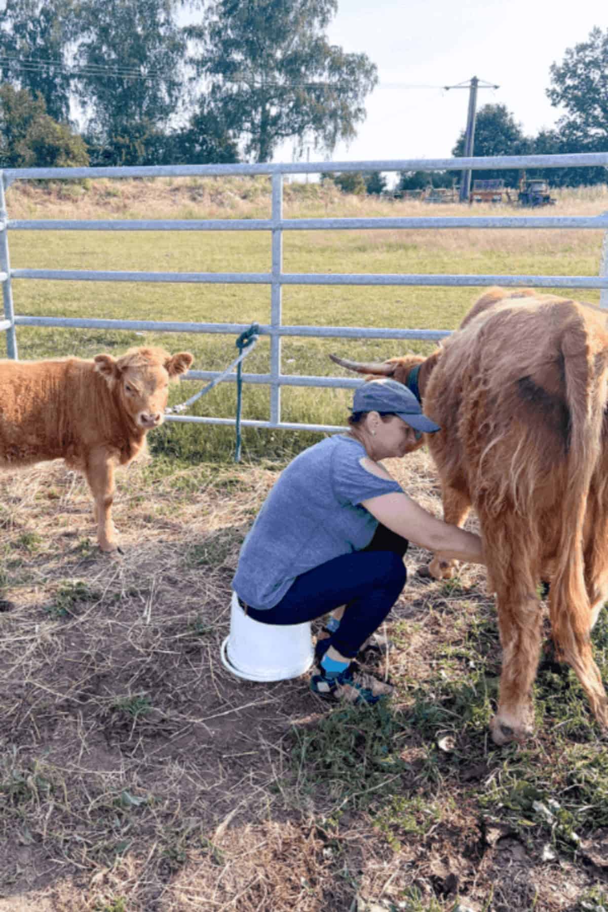 a person milking a cow