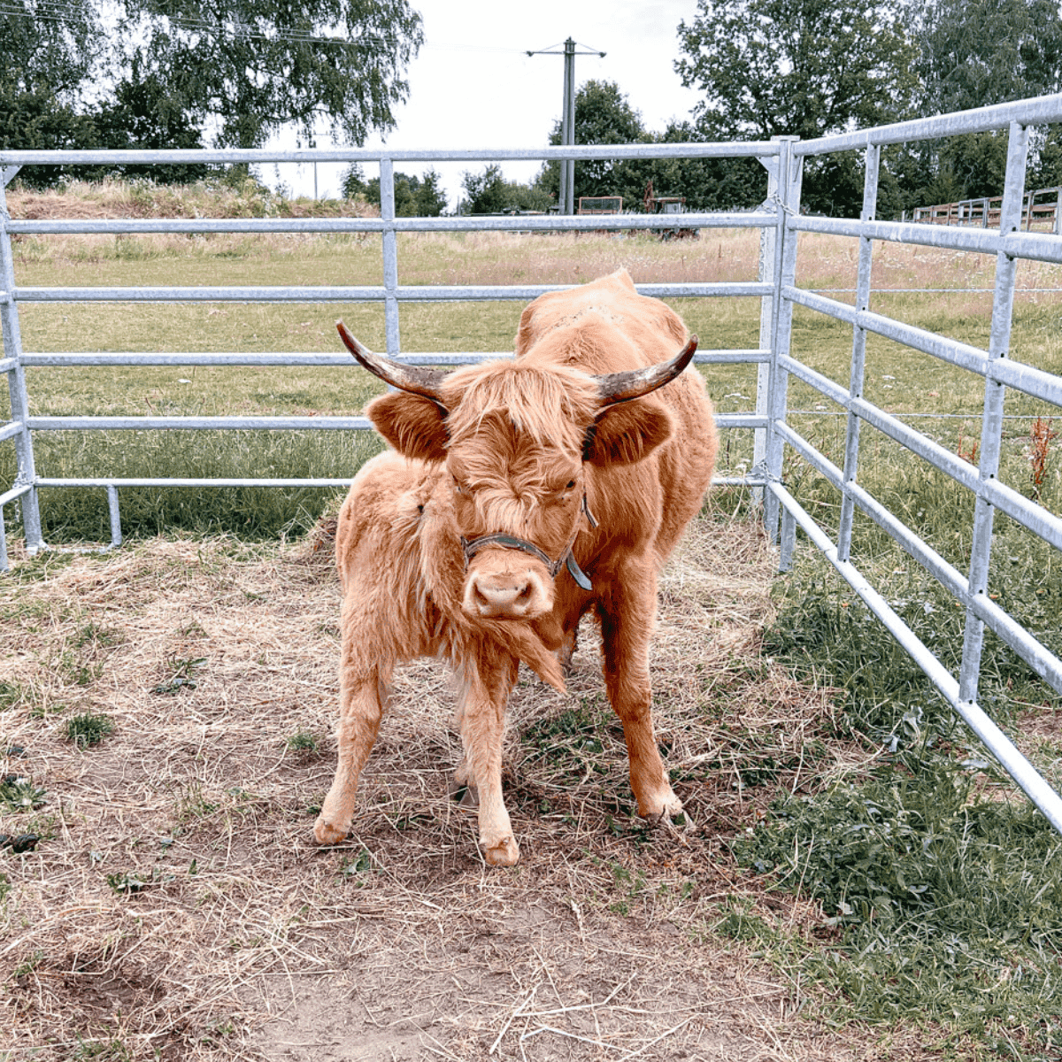 cow inside a pen with a calf nursing