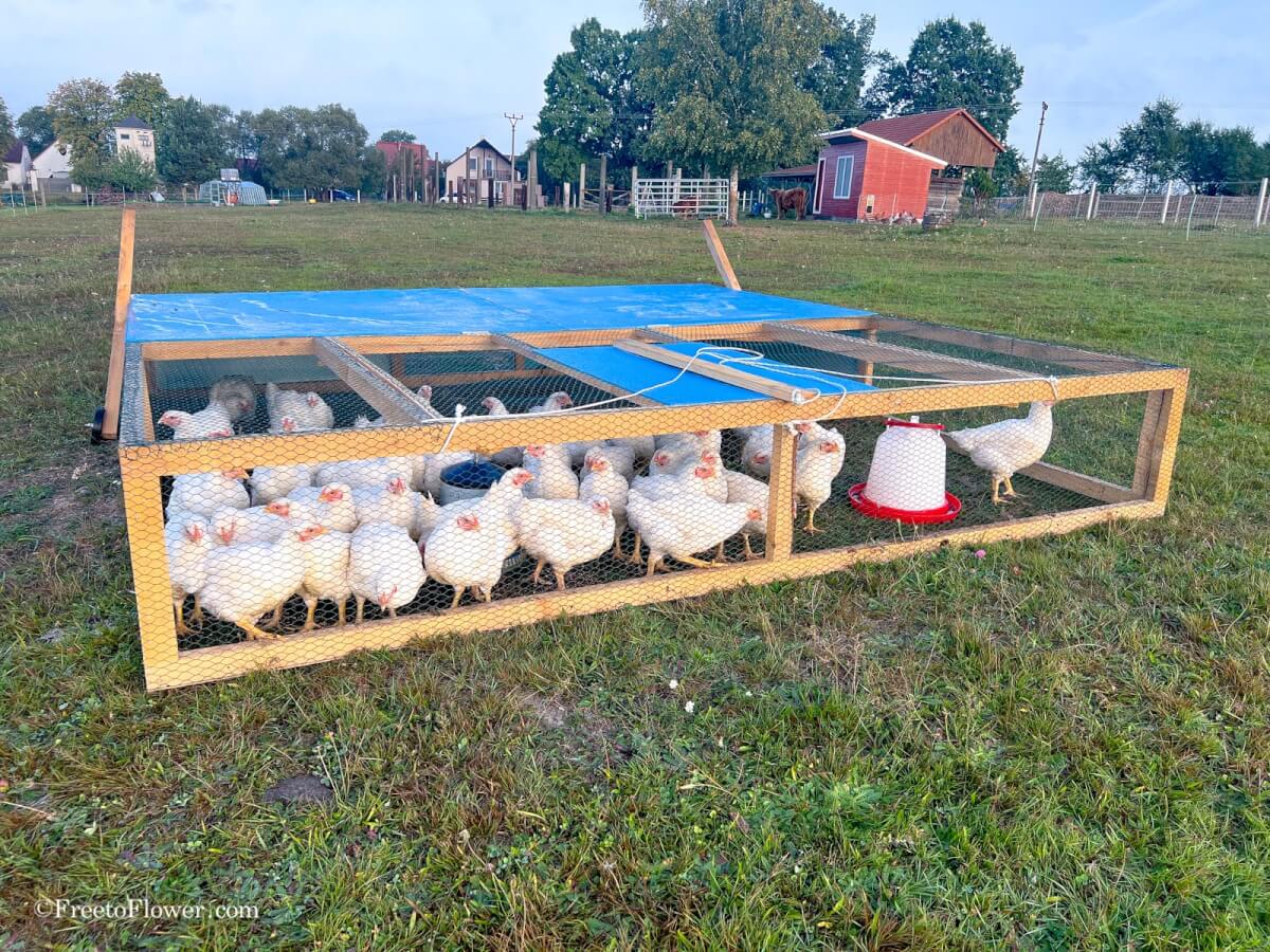Broiler chicken farming How to start raising broilers for meat