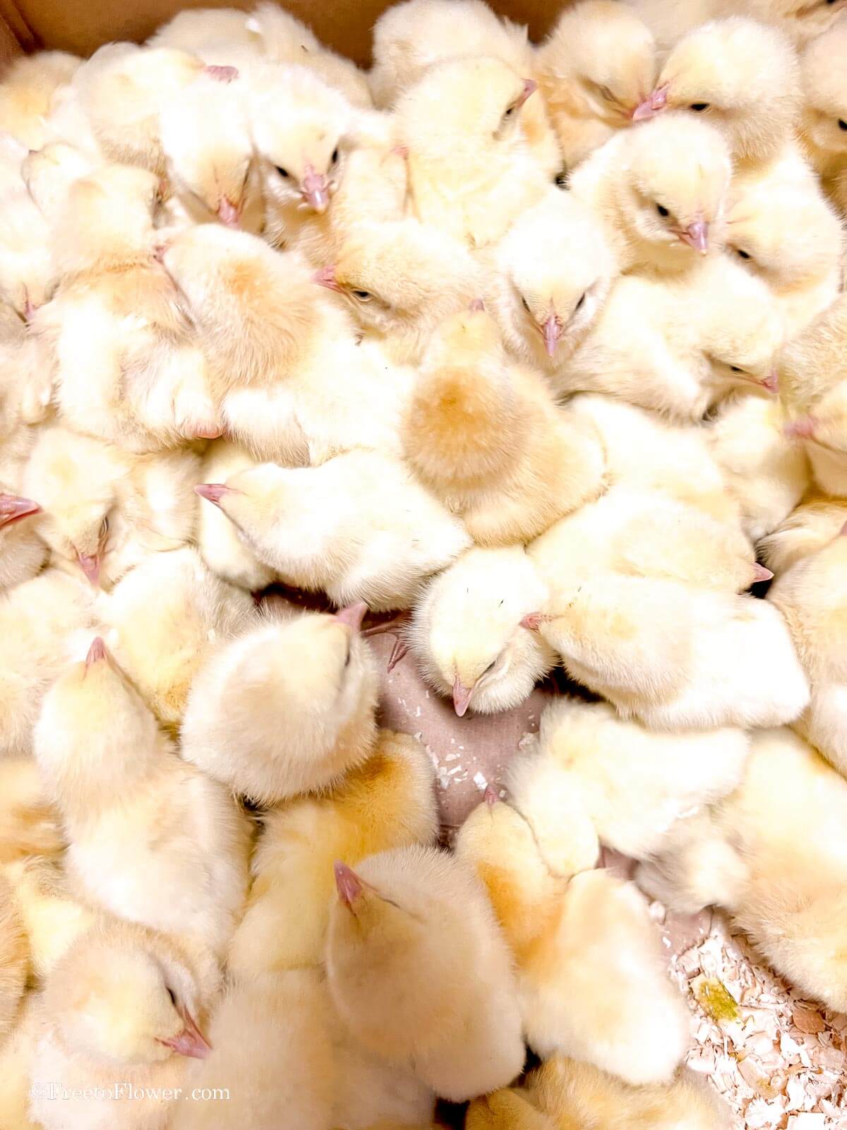 Broiler chicken farming How to start raising broilers for meat