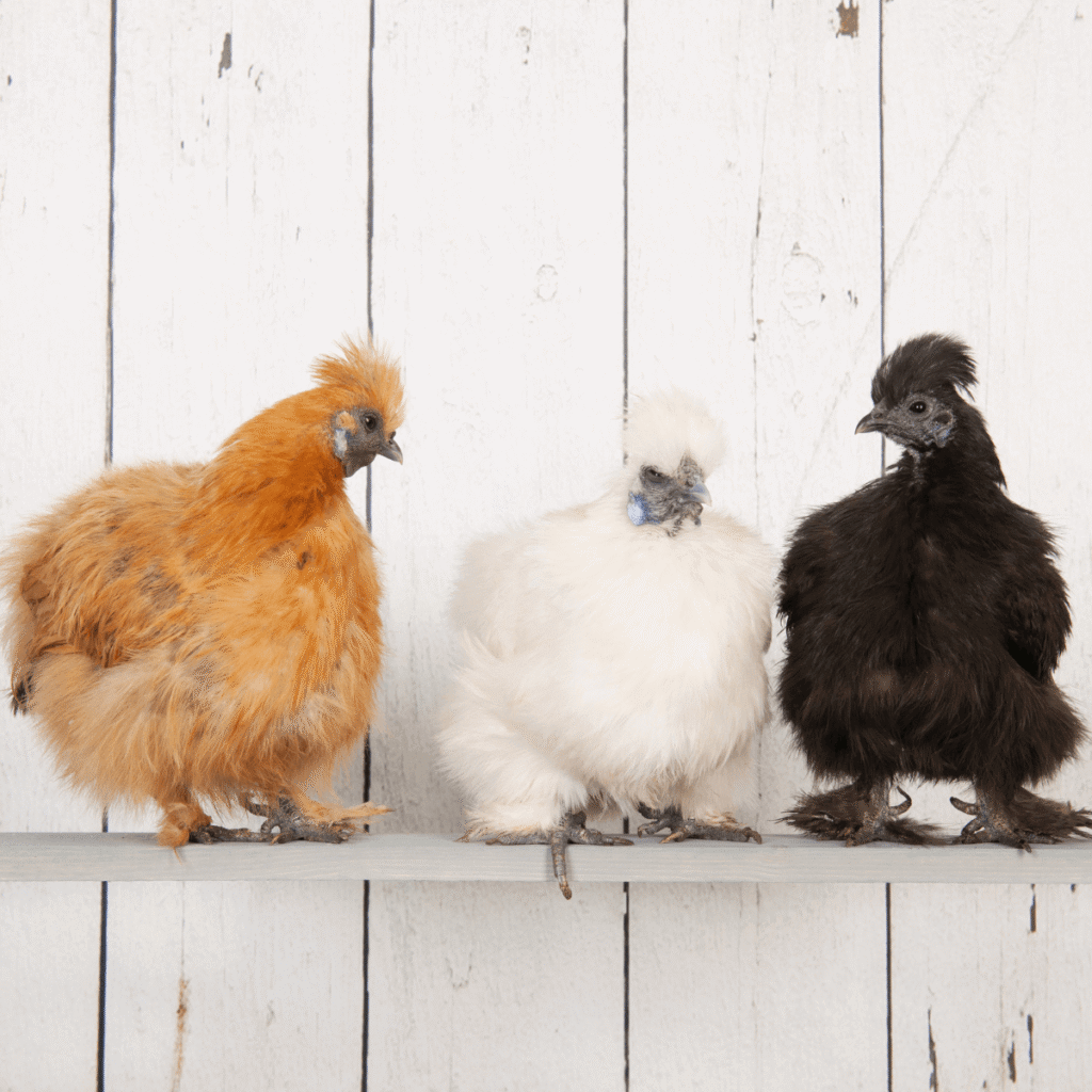 most beautiful chicken breeds featured