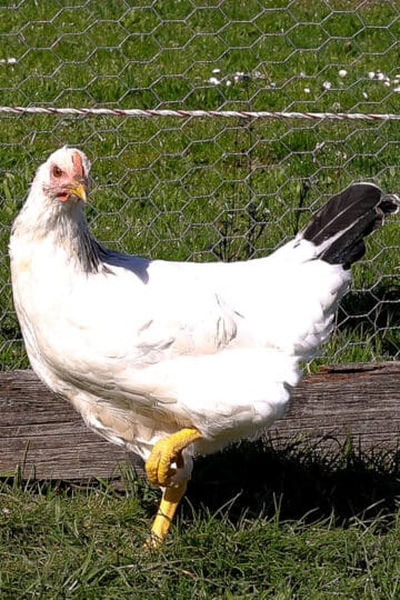 are chickens mammals featured