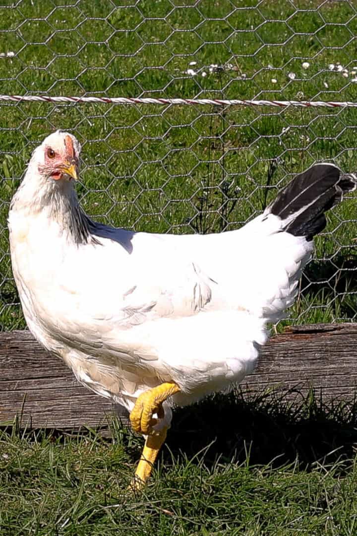 Can Chickens Eat Food Scraps? Backyard Chicken Feeding Guide - Free to ...