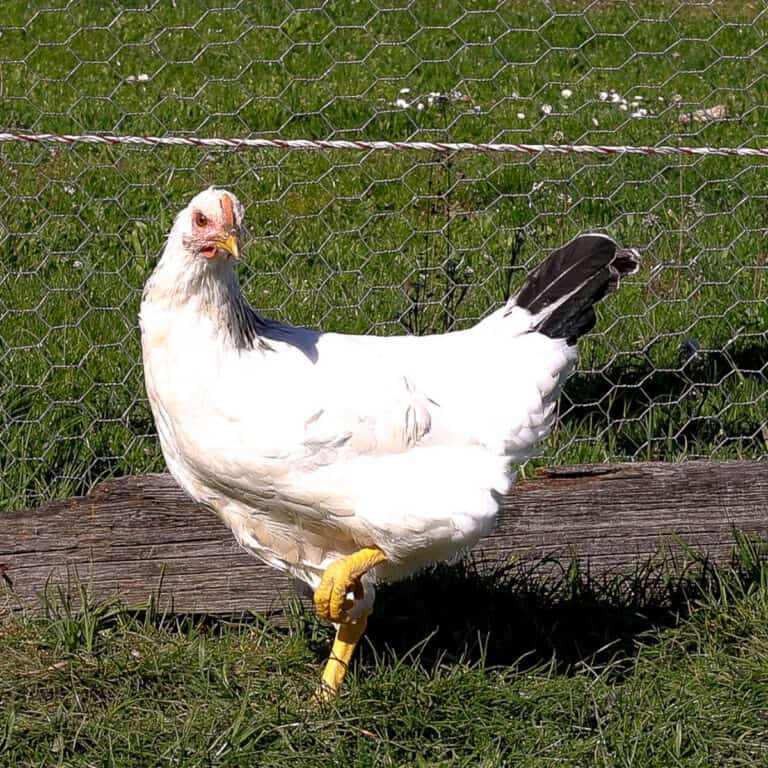 are chickens mammals featured