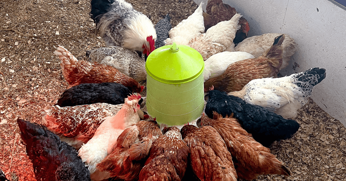 chickens on a chicken feeder