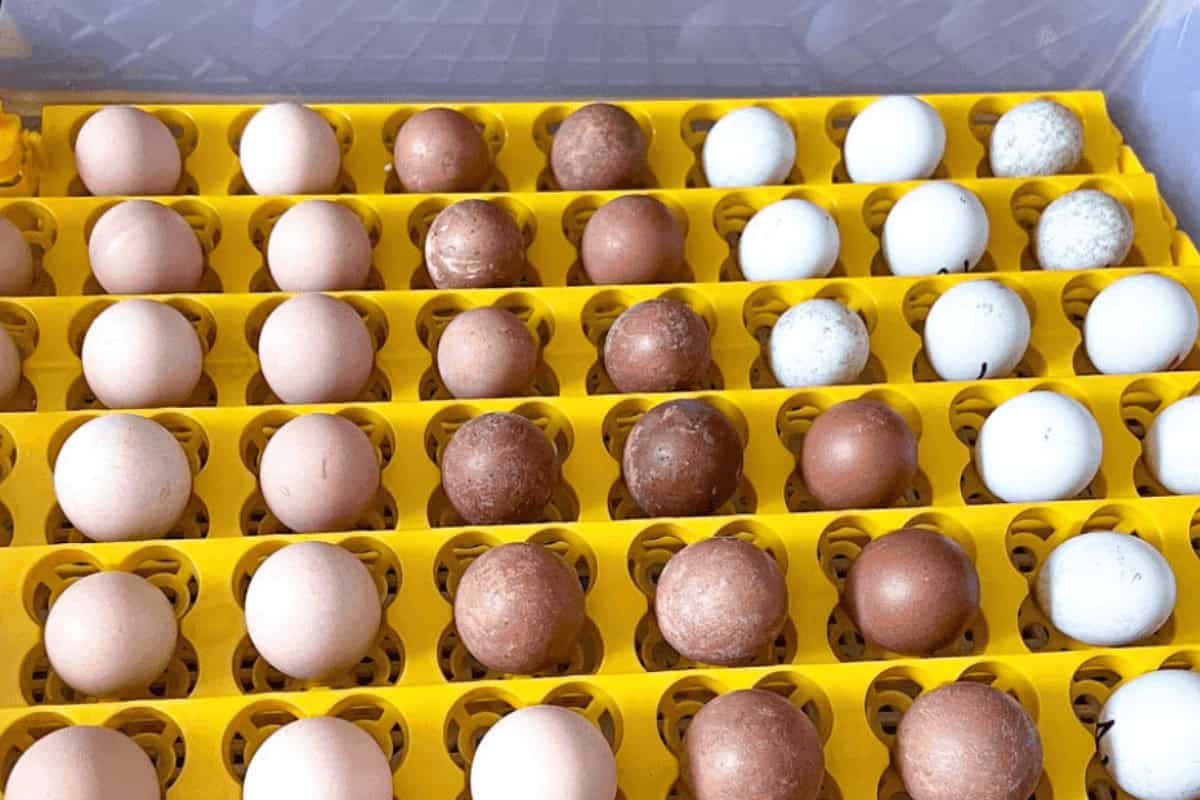 chicken eggs in incubator