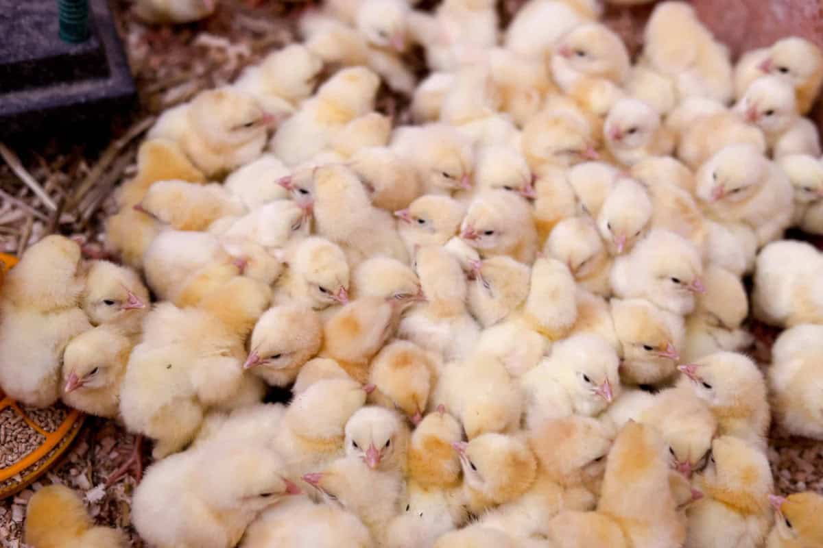 newborn chicks