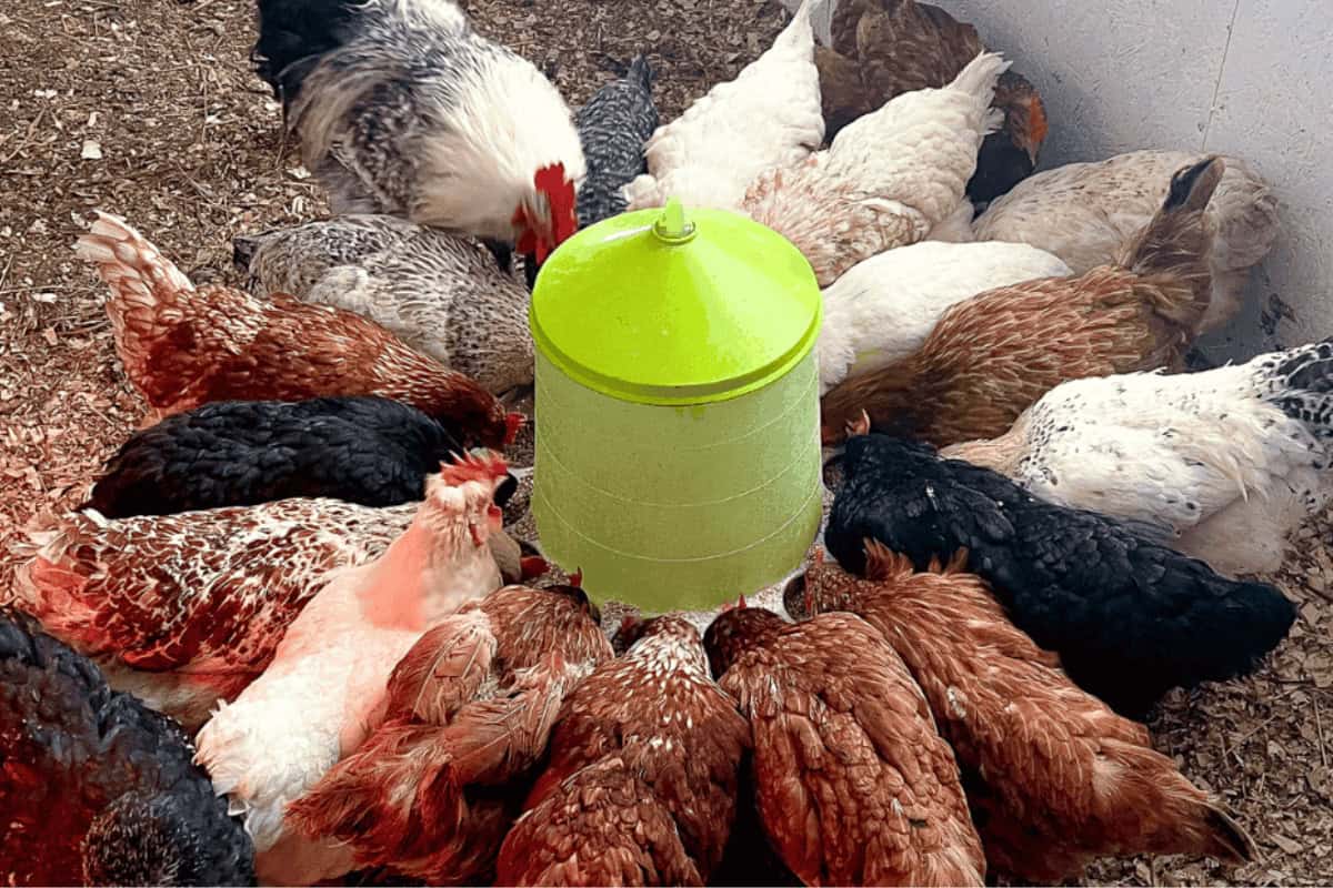 chicken flocks eating from feeder