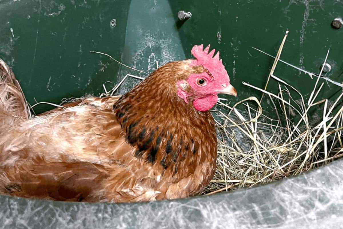 hen sitting in nest