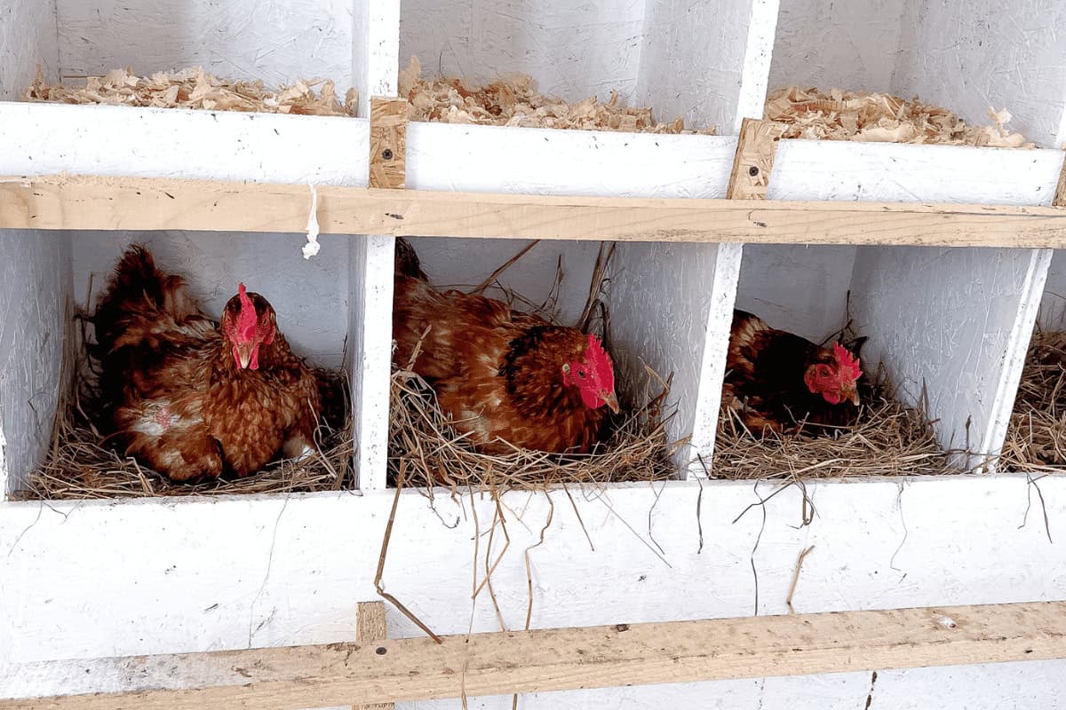 chickens in nesting boxes