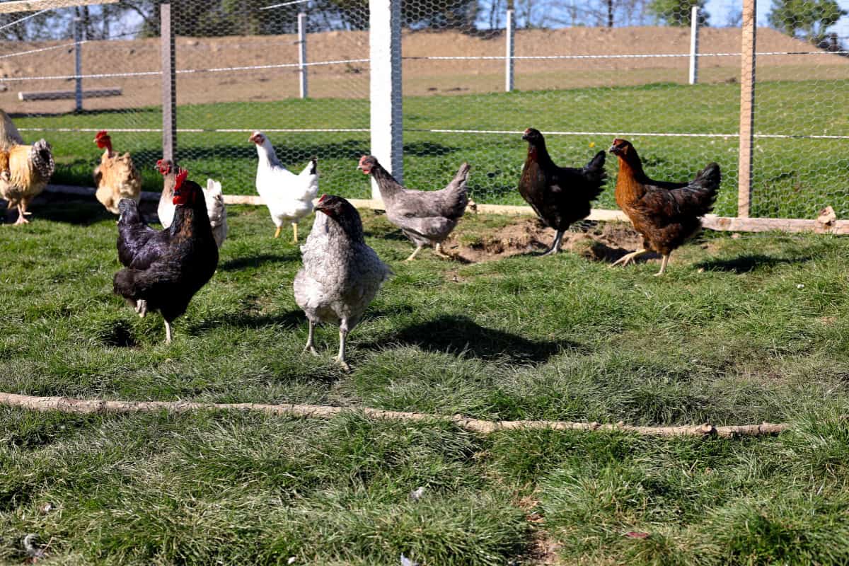 are chicken mammals
