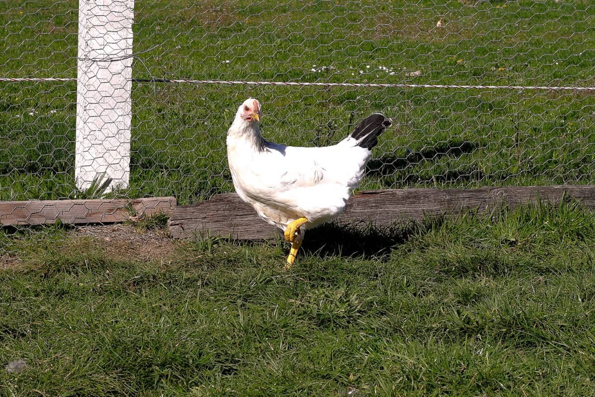 white chicken on grass