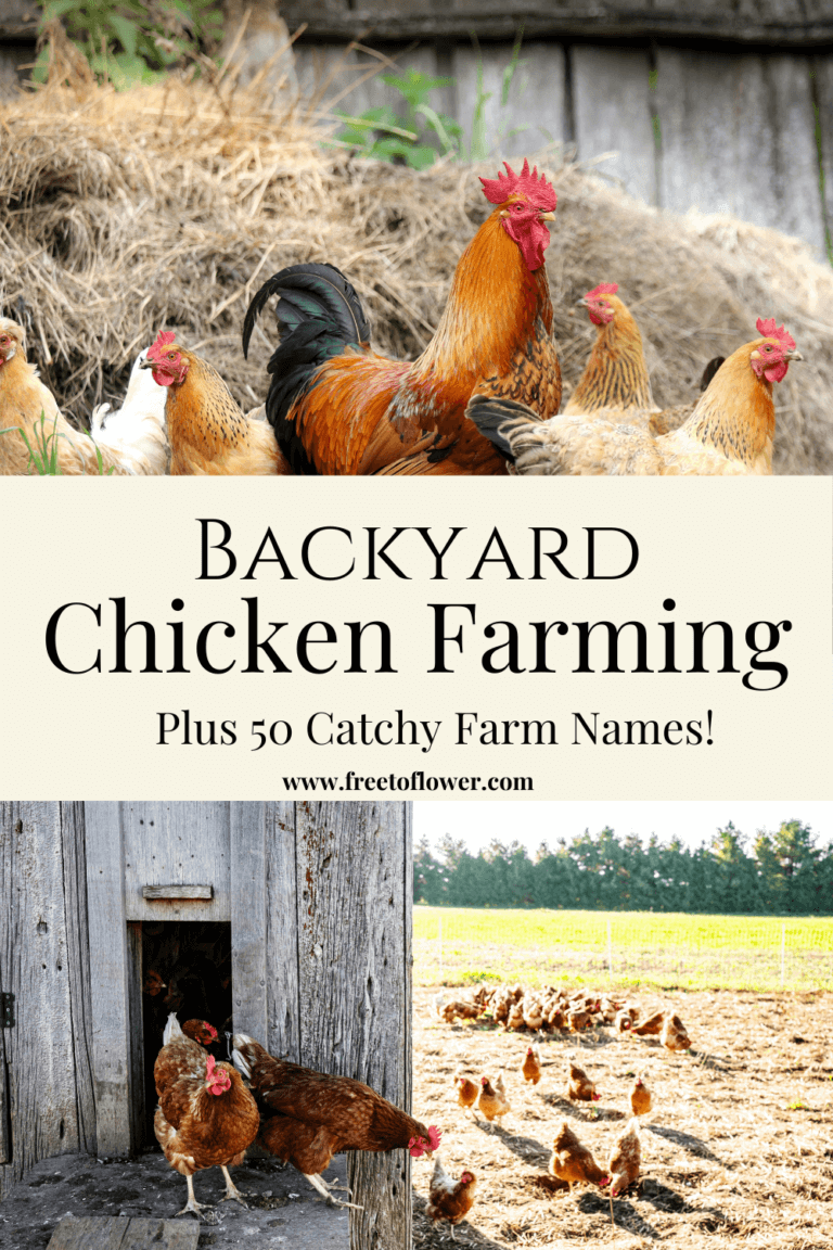 Backyard Chicken Farm Names - Top 50