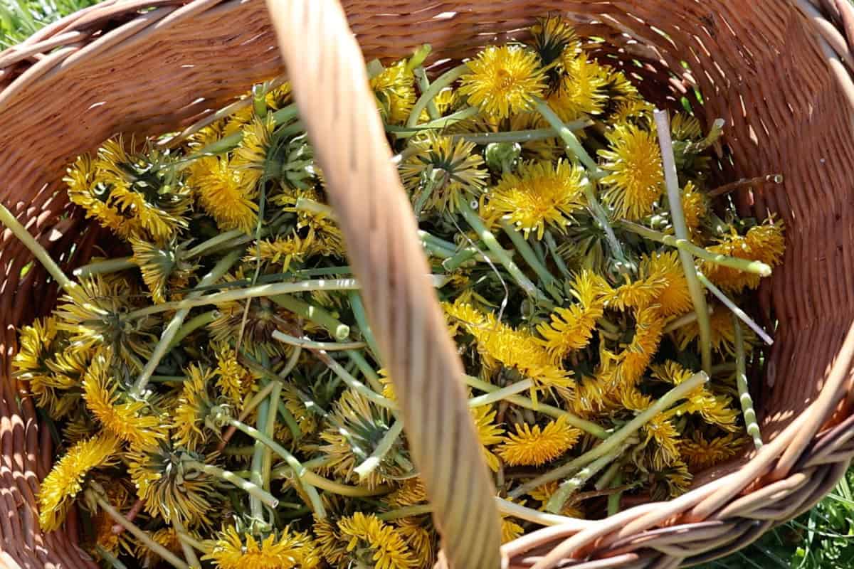 a basket of freshly foraged dandelions in an unsprayed field