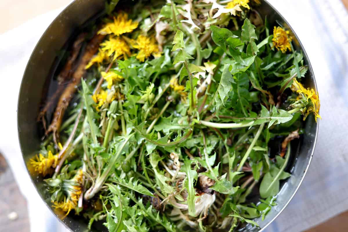 Fresh dandelion roots being washed under cold running water.