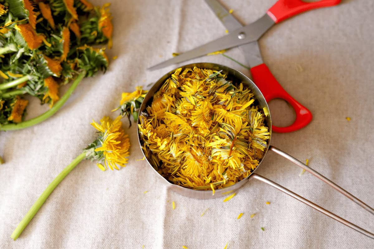 foraged dandelion flowers