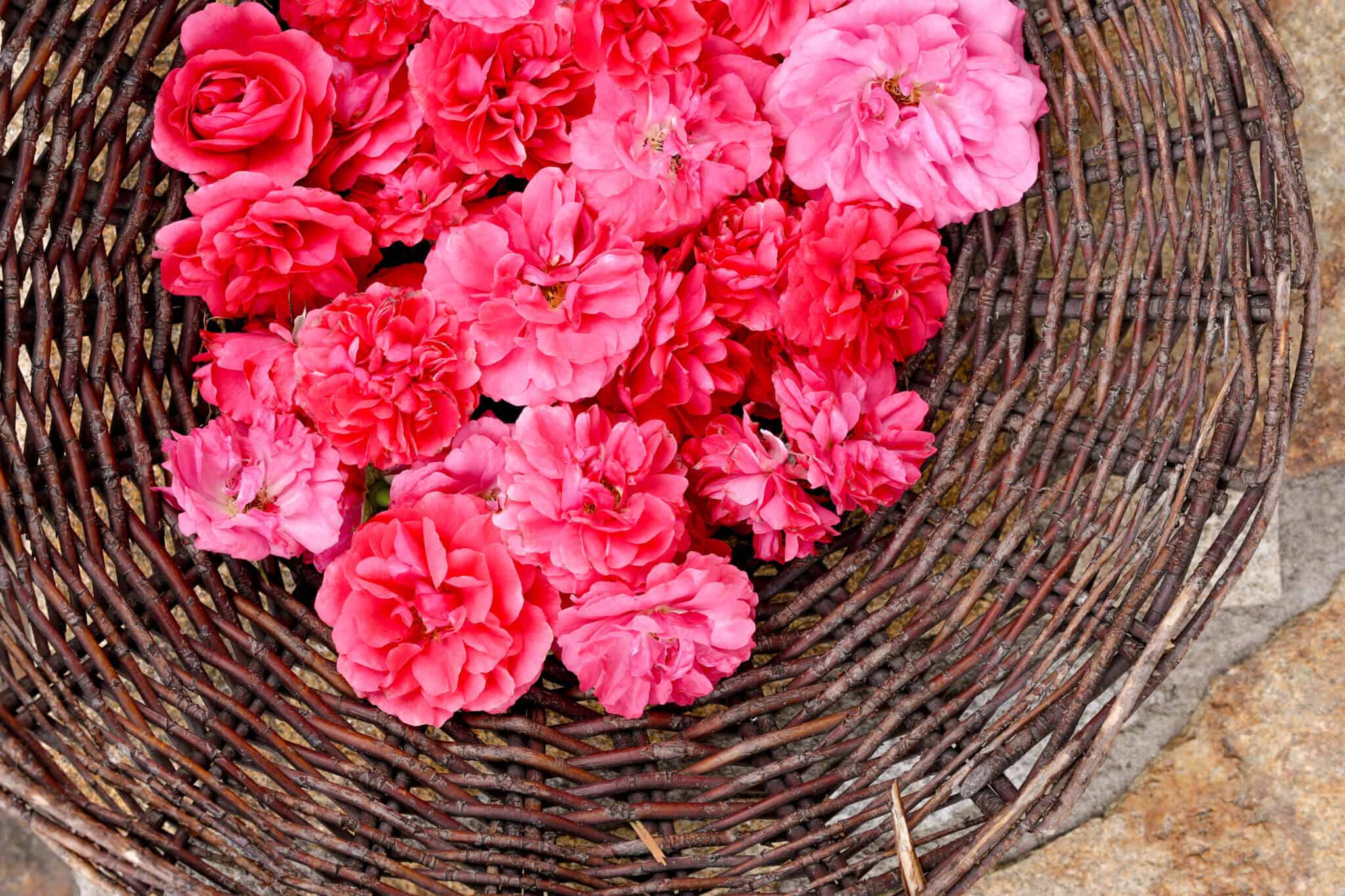 How to dry roses at home