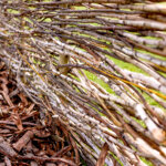 finished wattle fence