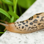 Slug