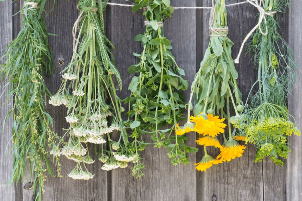drying herbs