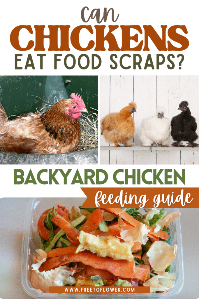 can chickens eat food scraps pinterest image