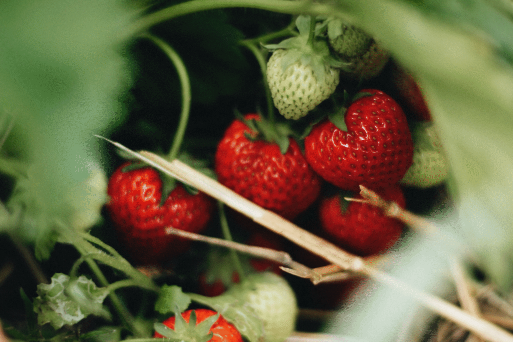 strawberries 